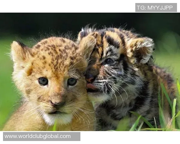 拉古纳大学与老虎大学的精彩对决引发学术与体育的双重热潮